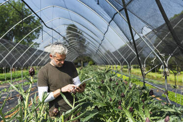 Farmer using tablet PC examining quality of artichoke in greenhouse - MCVF00960