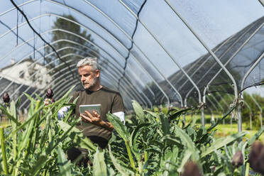 Landwirt mit Tablet-PC bei der Untersuchung von Artischocken im Gewächshaus an einem sonnigen Tag - MCVF00963