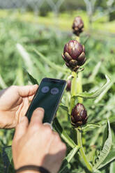 Hands of farmer using smart phone by artichoke in greenhouse - MCVF00967
