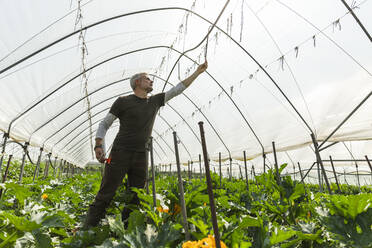 Farmer examining irrigation system in greenhouse - MCVF00970