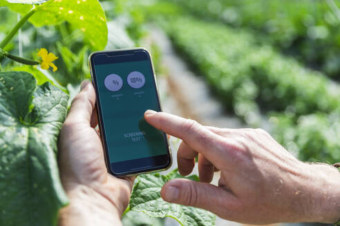 Hände eines Landwirts, der die Luftfeuchtigkeit mit seinem Smartphone im Gewächshaus prüft - MCVF00971