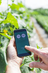 Hands of farmer examining humidity with mobile phone in greenhouse - MCVF00972