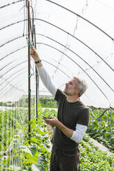 Farmer with smart phone examining irrigation system in greenhouse - MCVF00973