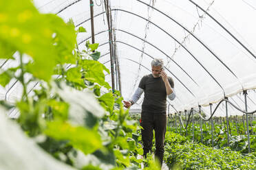 Farmer talking on mobile phone and examining vegetables in greenhouse - MCVF00974