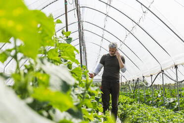 Landwirt, der mit seinem Handy telefoniert und Gemüse im Gewächshaus begutachtet - MCVF00974