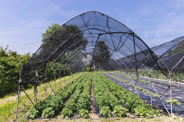 Gewächshaus mit Netz zum Schutz von Gemüse an einem sonnigen Tag - MCVF00980