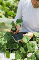 Farmer with smart phone examining zucchini seedlings in greenhouse - MCVF00981