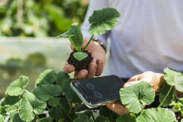 Hands of farmer with smart phone examining zucchini seedlings in greenhouse - MCVF00982