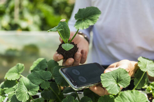 Hände eines Landwirts mit Smartphone bei der Prüfung von Zucchini-Setzlingen im Gewächshaus - MCVF00982