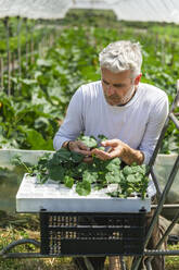 Farmer examining zucchini seedlings in greenhouse - MCVF00983