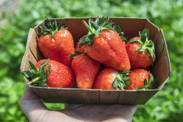 Freshly picked organic strawberries in cardboard box at farm - MCVF00985