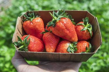 Frisch gepflückte Bio-Erdbeeren im Karton auf dem Bauernhof - MCVF00985