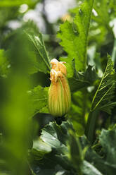 Organic courgette flower growing in greenhouse - MCVF00987