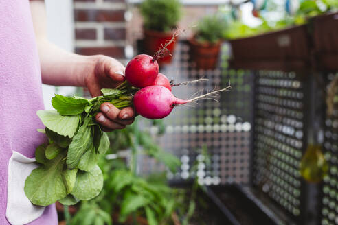 Hands of girl holding fresh radish on balcony - IHF00835