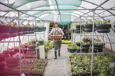 Männlicher Gartenladenbesitzer trägt ein Tablett mit Topfpflanzen im Gewächshaus - CAIF32583