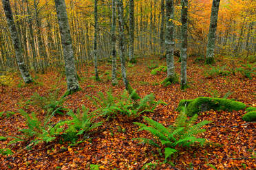 Grüne Farnblätter, die auf dem Boden mit abgefallenen Blättern in einem Wald mit vielen hohen Bäumen mit hellem Laub wachsen - ADSF34767