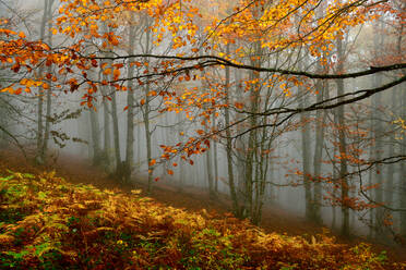 Lange Zweige von Bäumen mit leuchtend gelbem Laub wachsen in wilden Wäldern mit bunten Blättern bei nebligem Wetter in der Natur - ADSF34768