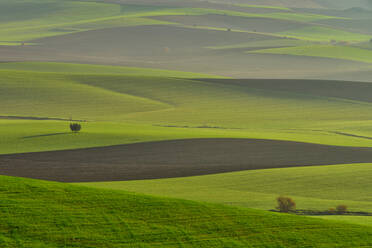 Full frame of green grassy agricultural plantations with trees located on hilly terrain in countryside on summer day in nature - ADSF34771