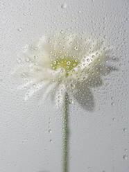 Durch ein Fenster mit Wassertropfen einer blühenden Chrysanthemenblüte in einem hellen Raum - ADSF34781