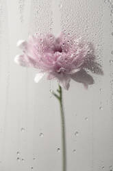 Durch ein Fenster mit Wassertropfen einer blühenden Chrysanthemenblüte in einem hellen Raum - ADSF34782