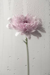 Through window with drops of water of blooming chrysanthemum flower in light room - ADSF34782