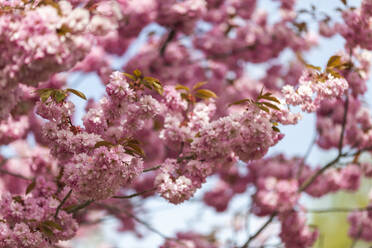 Kirschblütenzweige im Frühling - ASCF01693
