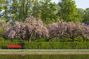 Deutschland, Berlin, Blühende Kirschbäume im frühlingshaften Park - ASCF01697