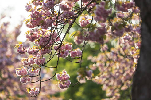 Kirschblütenzweige im Frühling - ASCF01698