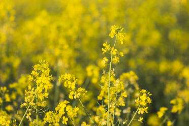 Oilseed rapes blooming in spring - ASCF01701