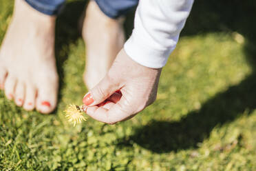 Hand of woman picking flower on sunny day - IFRF01684