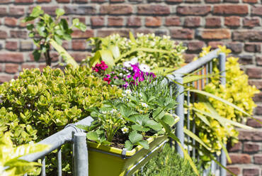 Herbs and flowers cultivated in balcony garden - GWF07410