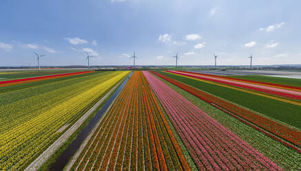 Panoramic aerial view of a colourful tulips field, The Netherlands. - AAEF14576