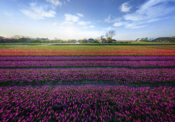 Panoramablick aus der Luft auf ein buntes Tulpenfeld in den Niederlanden. - AAEF14578