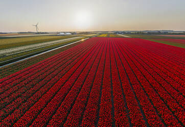 Panoramic aerial view of a colourful tulips field, The Netherlands. - AAEF14580