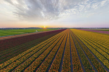 Panoramic aerial view of a colourful tulips field, The Netherlands. - AAEF14582