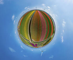 Panoramic 360 degrees aerial view of a colourful tulips field, The Netherlands. - AAEF14637