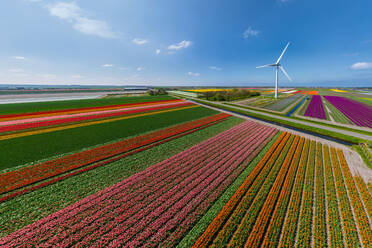 Panoramic aerial view of a colourful tulips field with wind turbine in The Netherlands. - AAEF14638