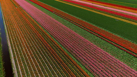 Panoramablick aus der Luft auf ein buntes Tulpenfeld in den Niederlanden. - AAEF14639