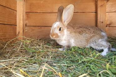 Braunes Kaninchen, das im Stall auf Heu läuft - NGF00756