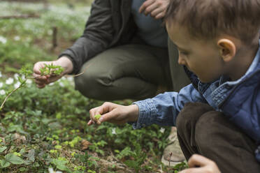 Junge und Mutter pflücken kleine Pflanzen im Wald - LLUF00540