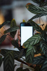 Hand of customer holding mobile phone with blank screen amidst plant - JOSEF09947