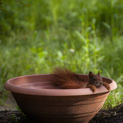 Eichhörnchen, das aus einem leeren Blumentopf herausschaut - TLF00794