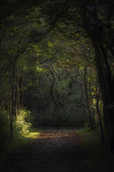 Niederlande, Nordholland, Bergen aan Zee, Schattiger Fußweg im Parnassia-Park - TLF00797