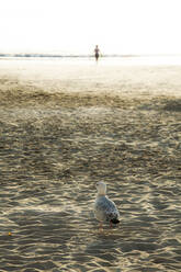 Seagull standing on beach sand - TLF00802