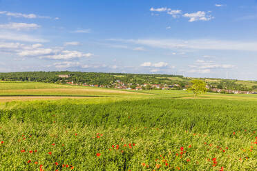 Austria, Lower Austria, Matzen, Poppies blooming in summer meadow with town in distant background - AIF00758