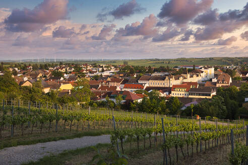 Österreich, Niederösterreich, Poysdorf, Sommerlicher Weinberg vor ländlichem Ort in der Abenddämmerung - AIF00762