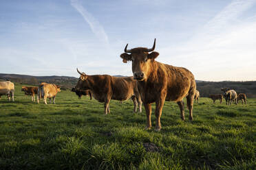 Braune Bögen grasen auf der Wiese - DAMF00937