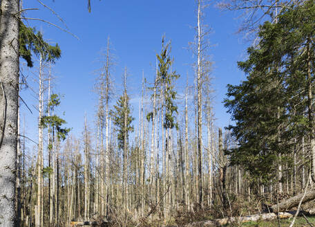 Dead spruce trees damaged by bark beetle infestation - GWF07425