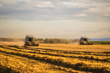 Combine harvesters at wheat field on sunny day - NOF00543