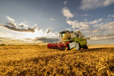 Mähdrescher bei der Weizenernte auf einem Feld - NOF00555